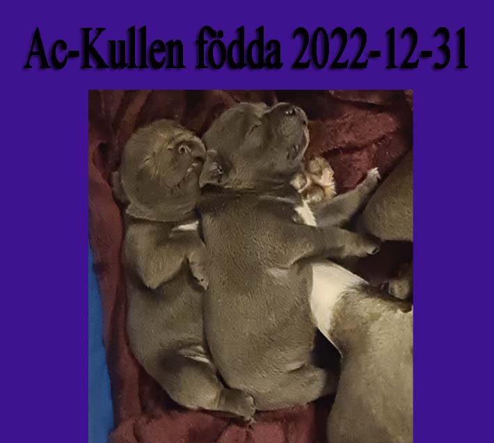 Ackullen
