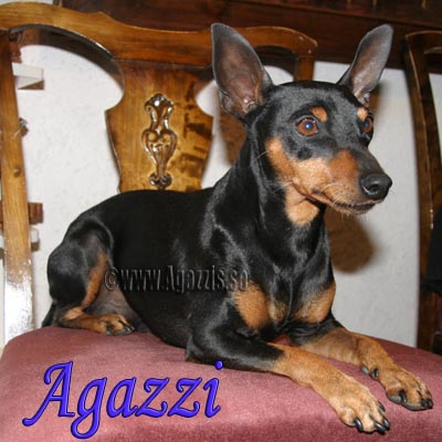 agazzi