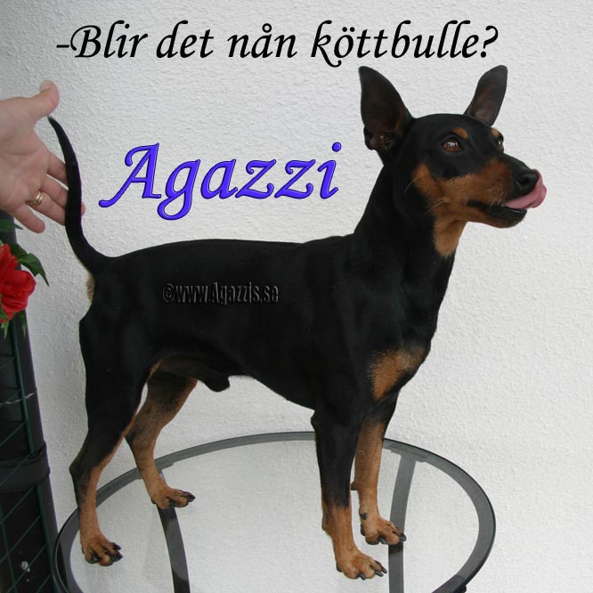 agazzi