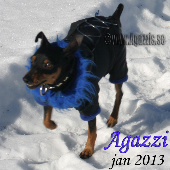 agazzi
