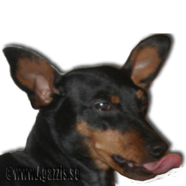 agazzi