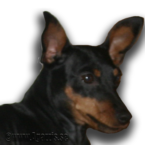 agazzi