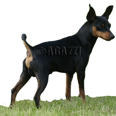 agazzi