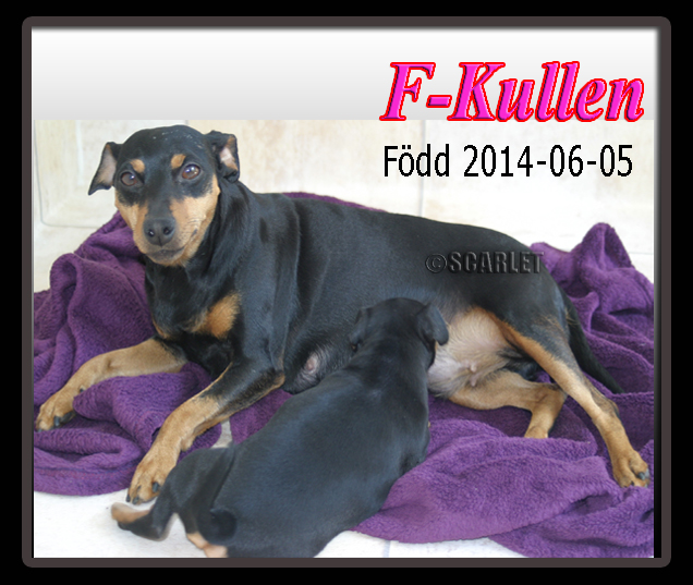 fkullen