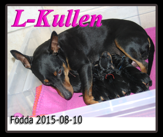 Lkullen