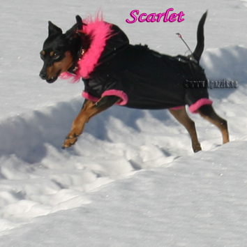 scarlet