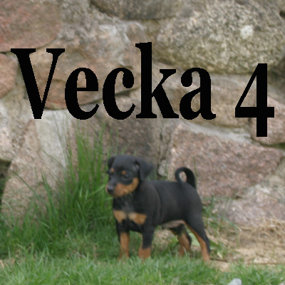 v4