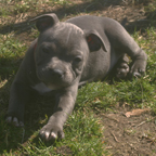 Staffordshire Bullterrier valpar