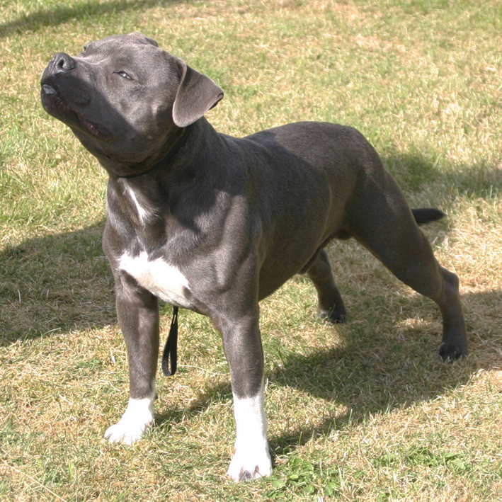 mr Blue