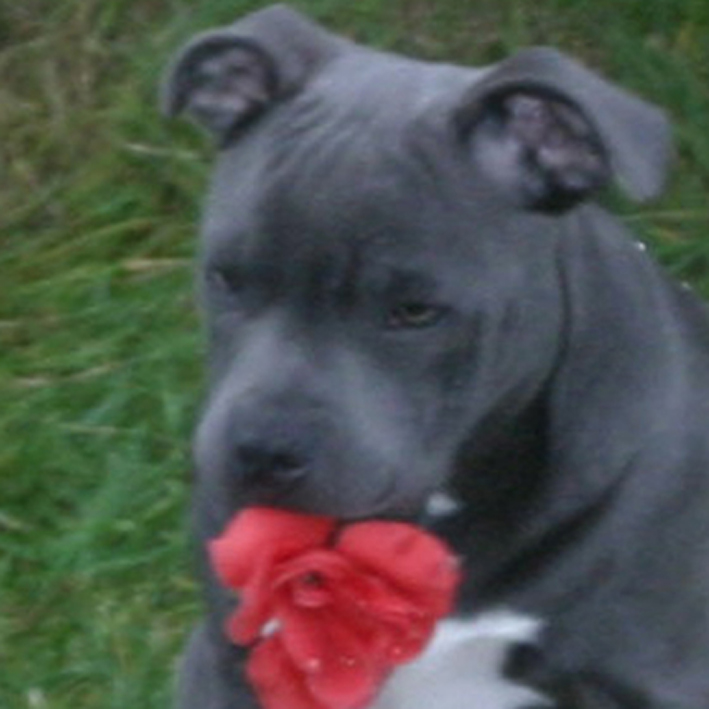 mr Blue