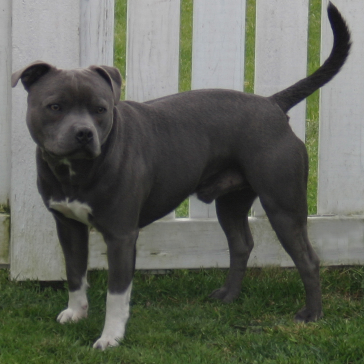 mr Blue