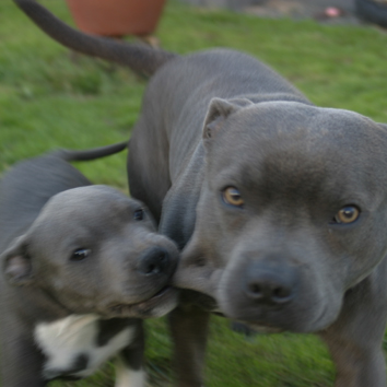 mr Blue