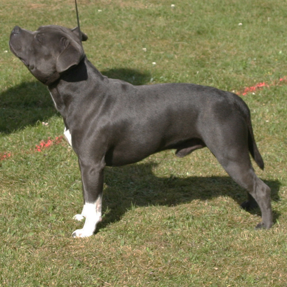 mr Blue