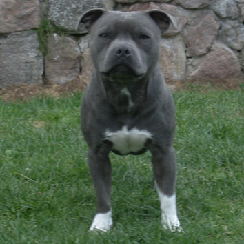mr Blue