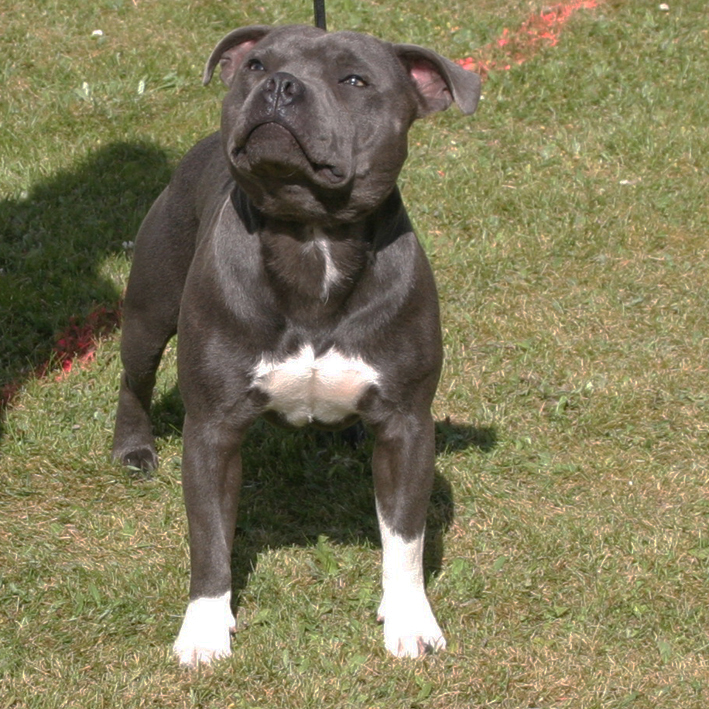 mr Blue