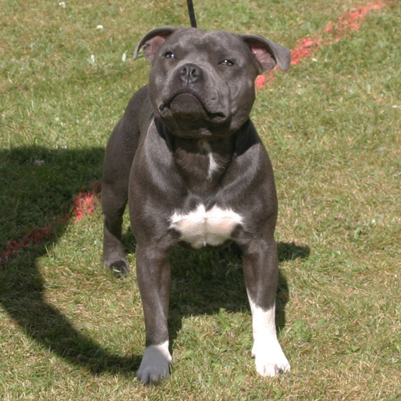 mr Blue