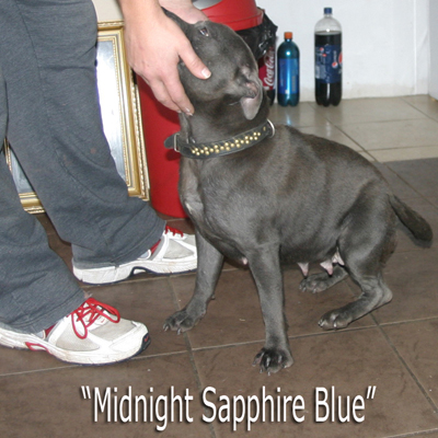 mr Blue