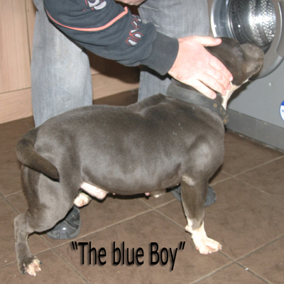 mr Blue