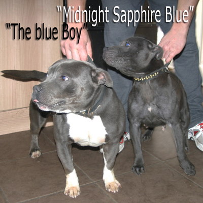 mr Blue