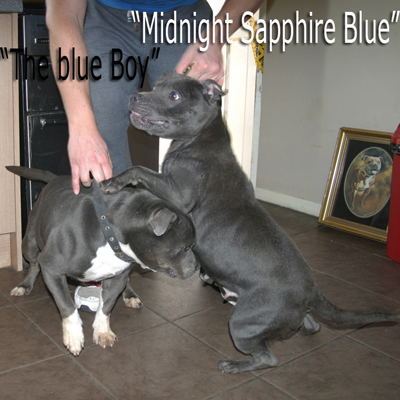 mr Blue