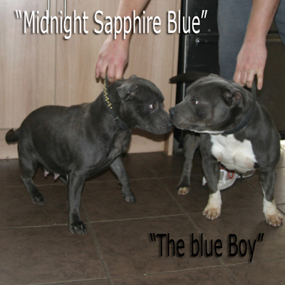 mr Blue