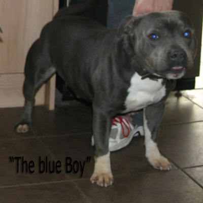 mr Blue