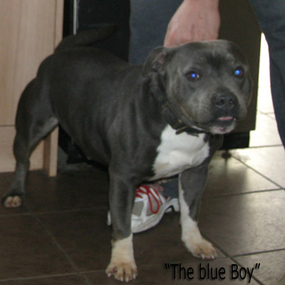 mr Blue