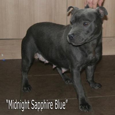 mr Blue