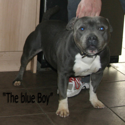mr Blue