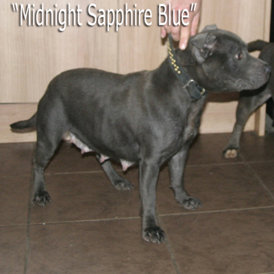 mr Blue