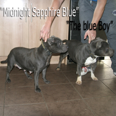 mr Blue