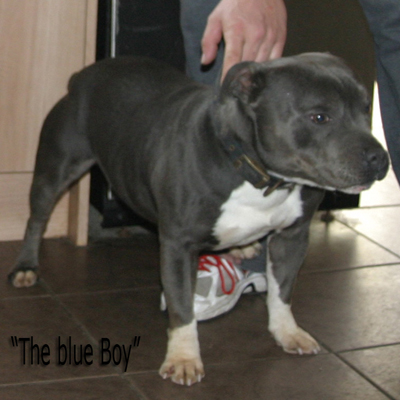mr Blue