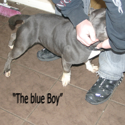 mr Blue