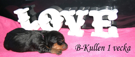 bild11