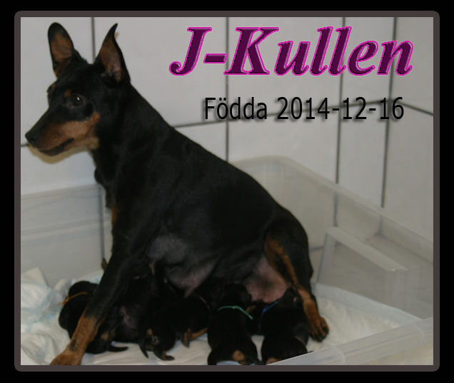 Jkullen