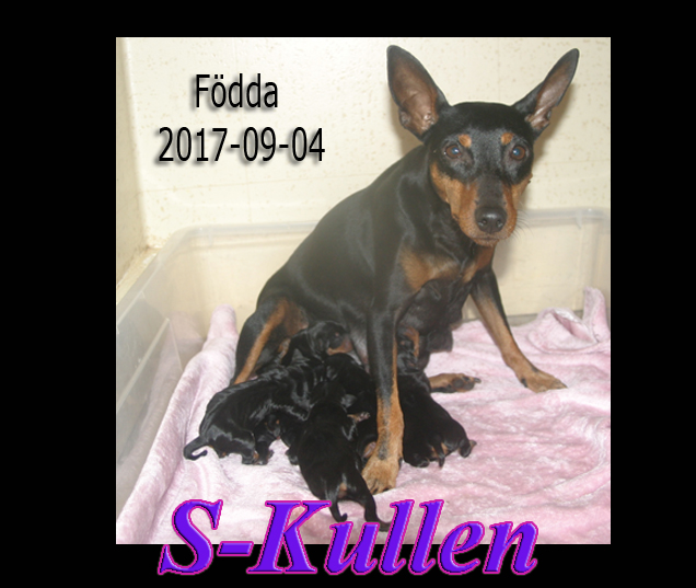 Skullen