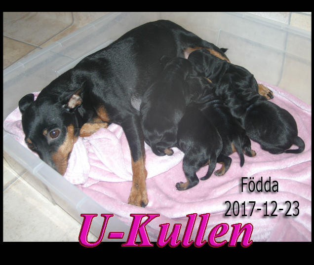 Ukullen