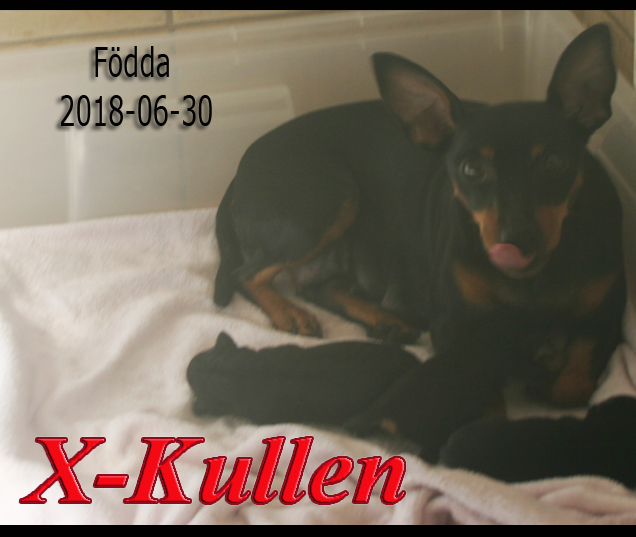 Xkullen