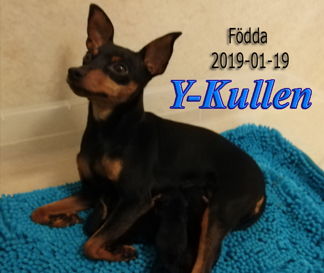 Ykullen